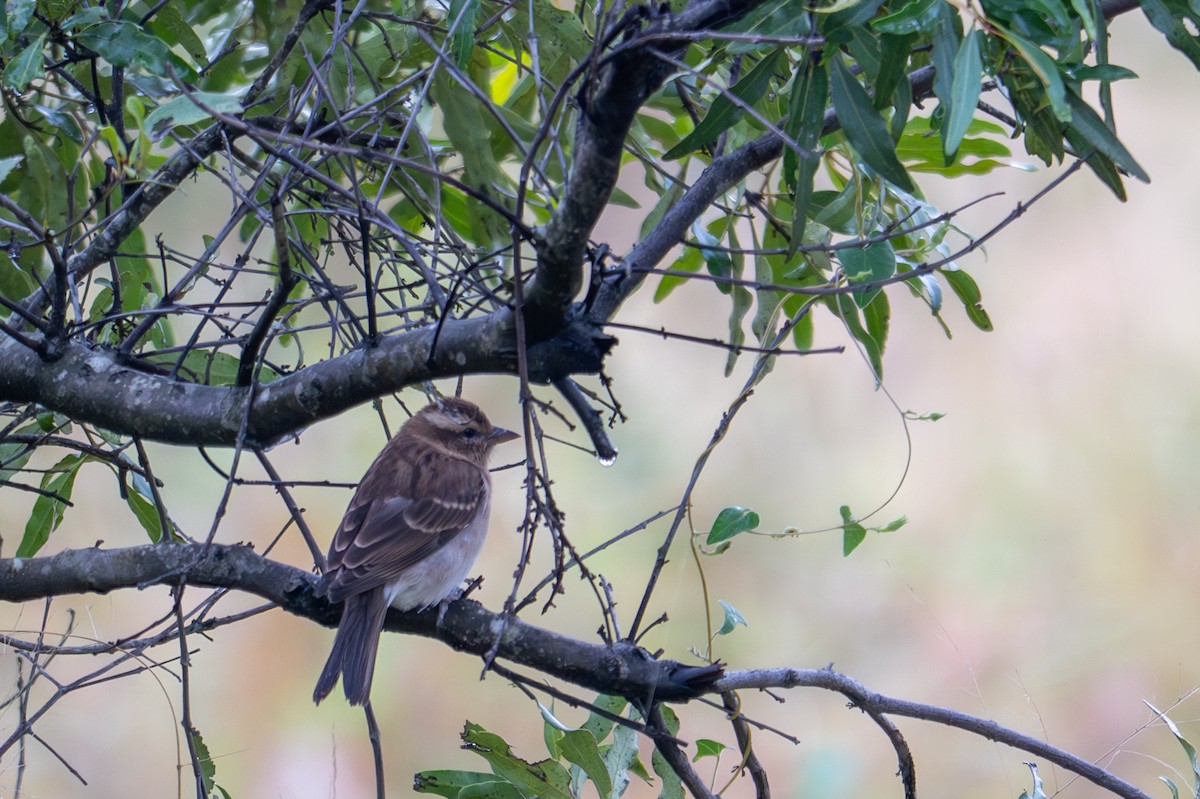 Moineau bridé - ML656415440