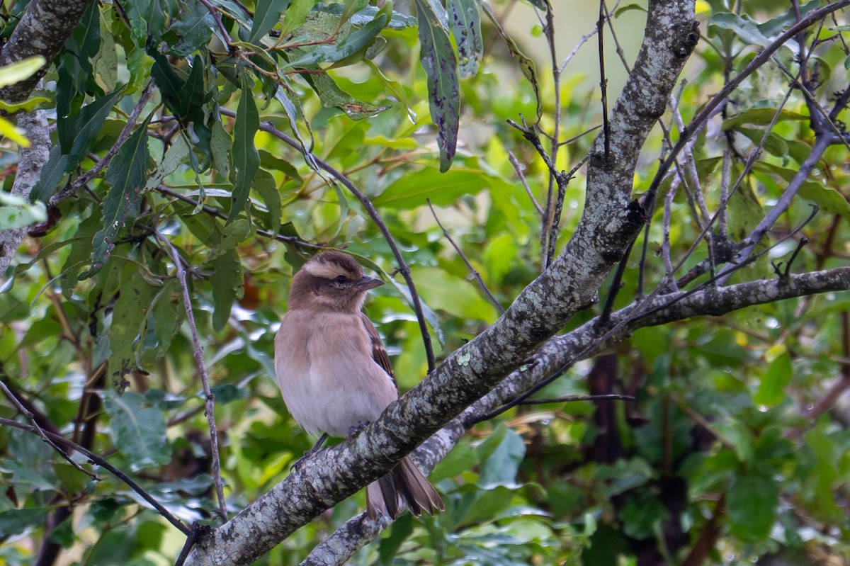 Moineau bridé - ML656415441
