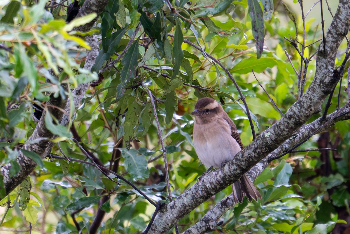 Moineau bridé - ML656415442