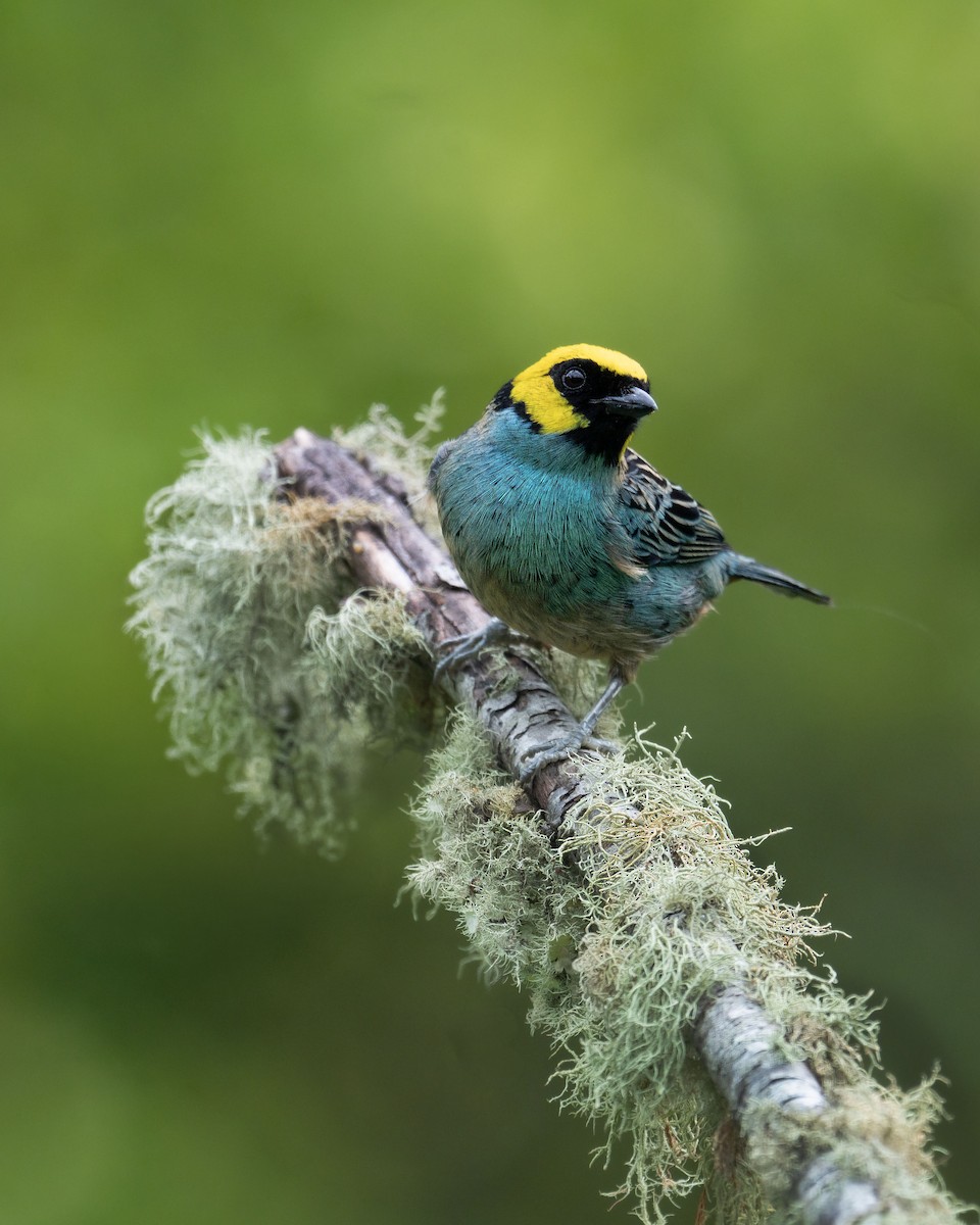 Saffron-crowned Tanager - ML656416449