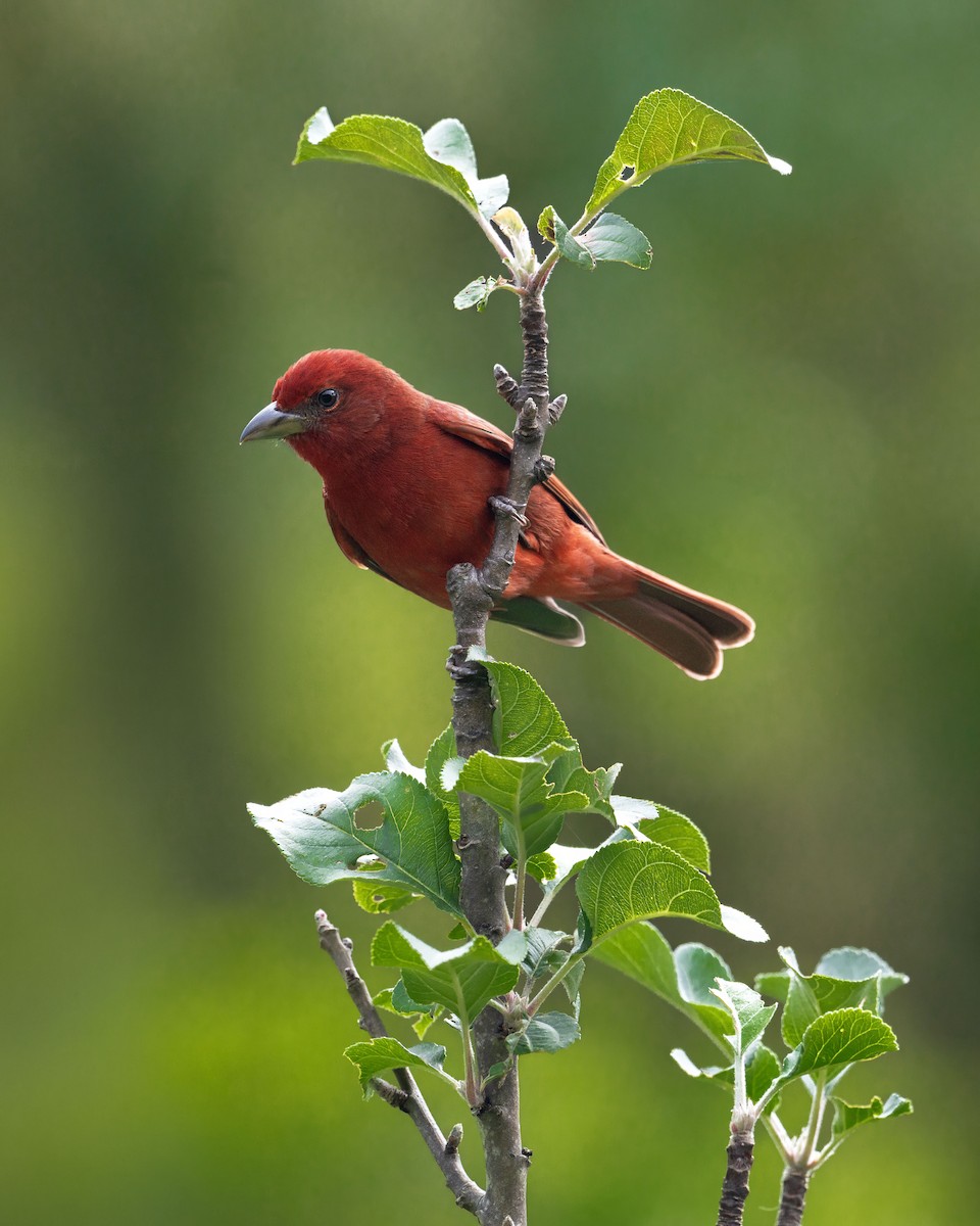 Hepatic Tanager - ML656416450