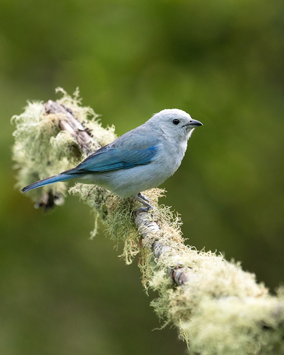 Blue-gray Tanager - ML656416451
