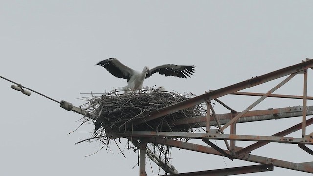 Oriental Stork - ML656416906