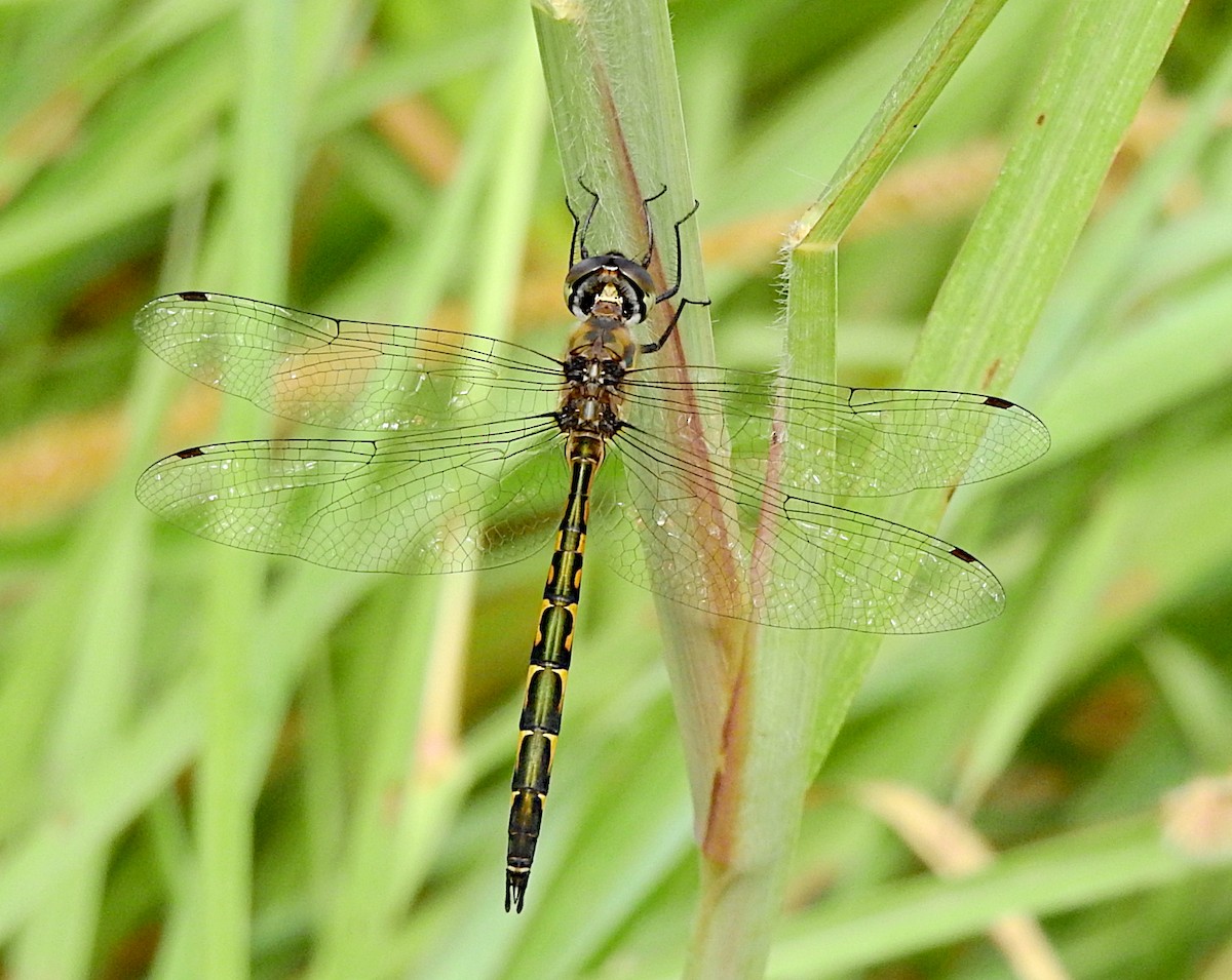 Australian Emerald Dragonfly - ML656416921