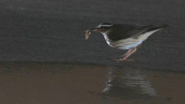 Louisiana Waterthrush - ML656417047