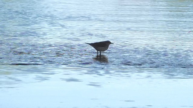Louisiana Waterthrush - ML656417774