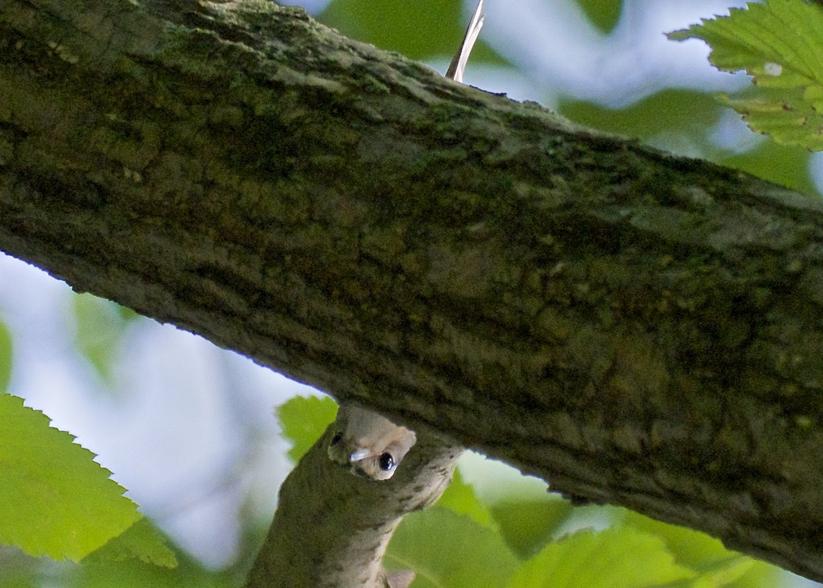 Black-and-white Warbler - ML65641791