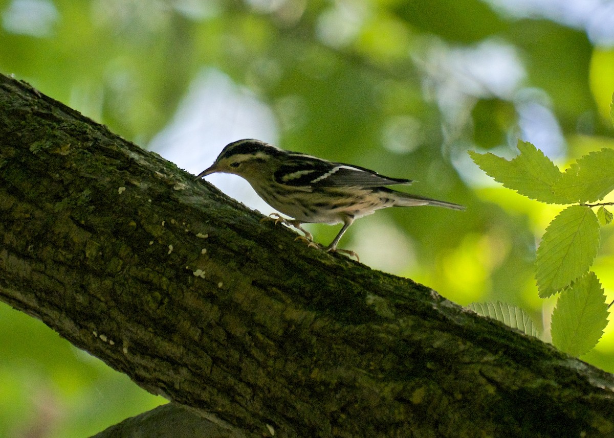 Black-and-white Warbler - ML65641801