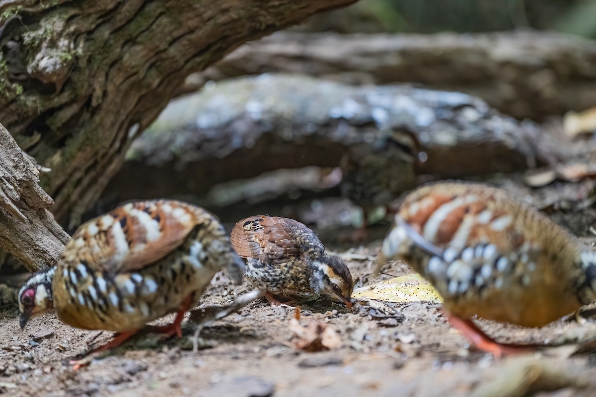 Bar-backed Partridge - ML656418257