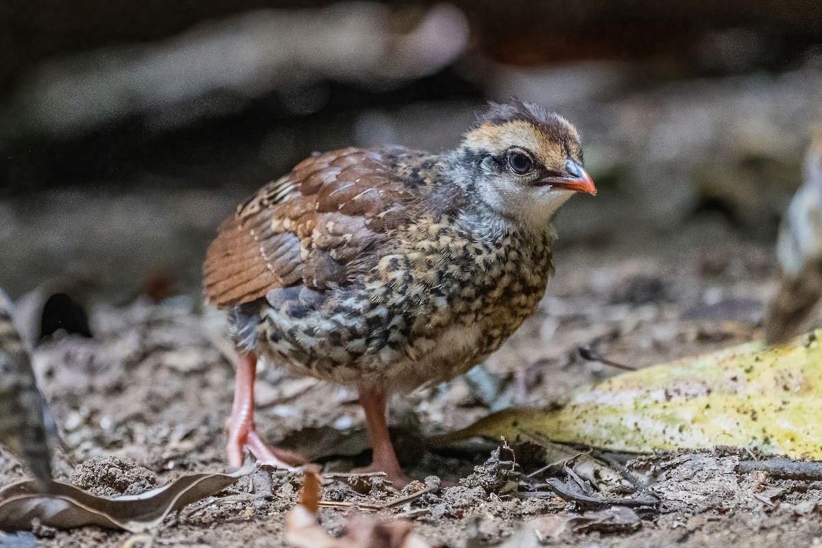 Bar-backed Partridge - ML656418333