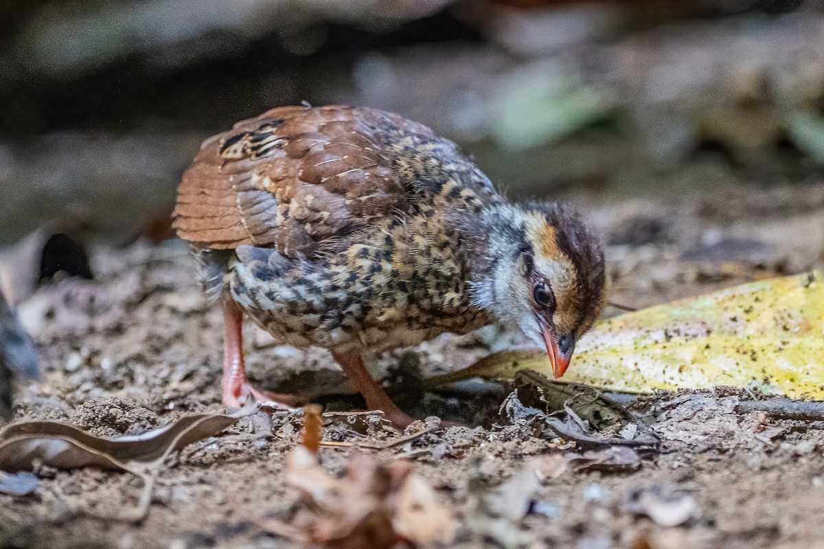 Bar-backed Partridge - ML656418334