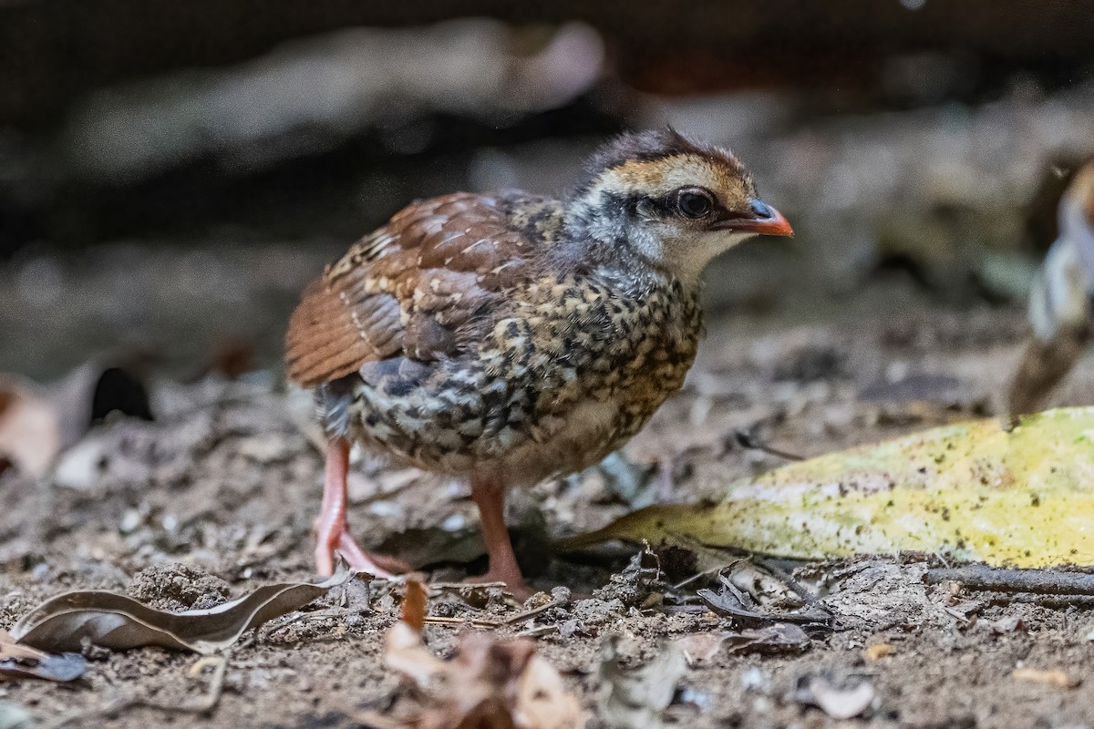 Bar-backed Partridge - ML656418335