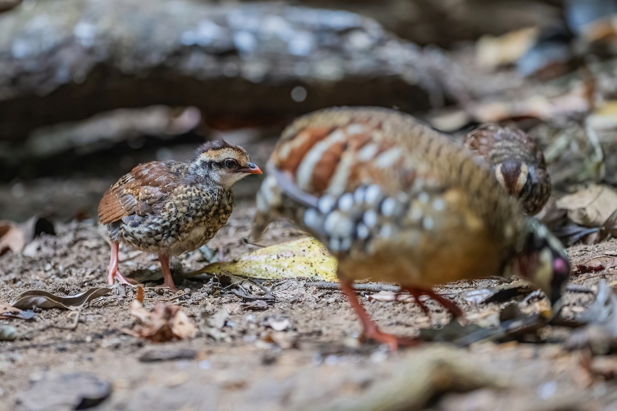 Bar-backed Partridge - ML656418343
