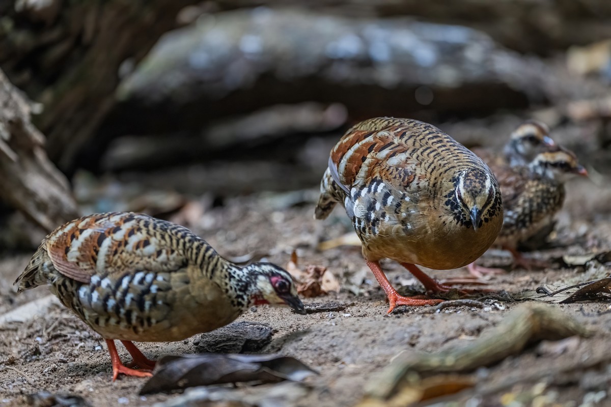 Bar-backed Partridge - ML656418400