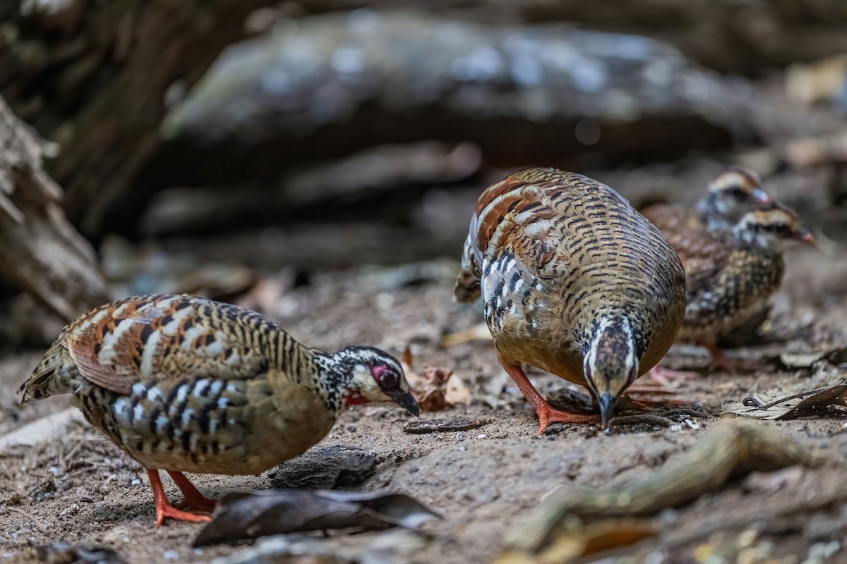Bar-backed Partridge - ML656418469