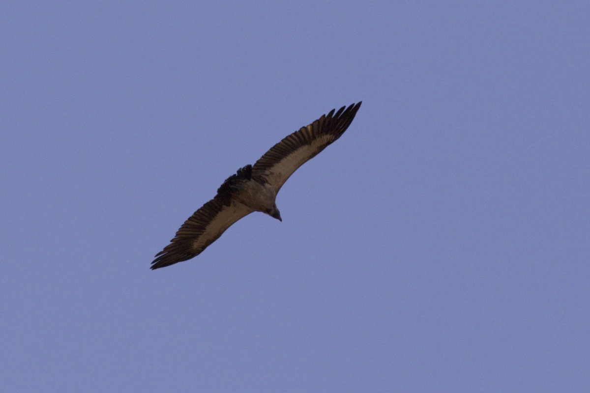 White-backed Vulture - ML65641851