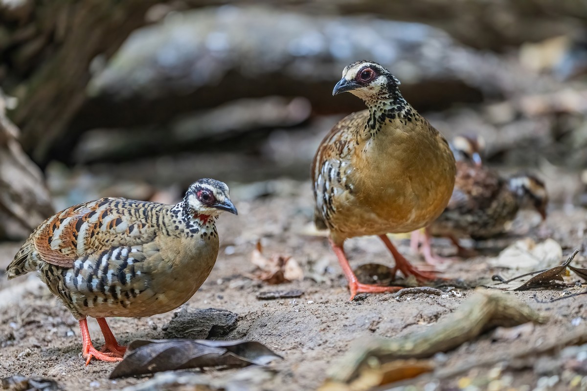 Bar-backed Partridge - ML656418560