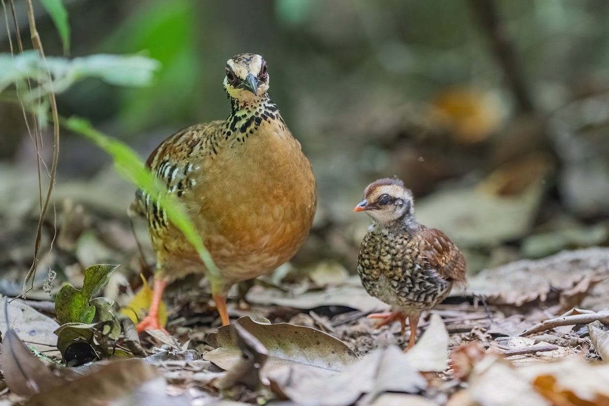 Bar-backed Partridge - ML656418574