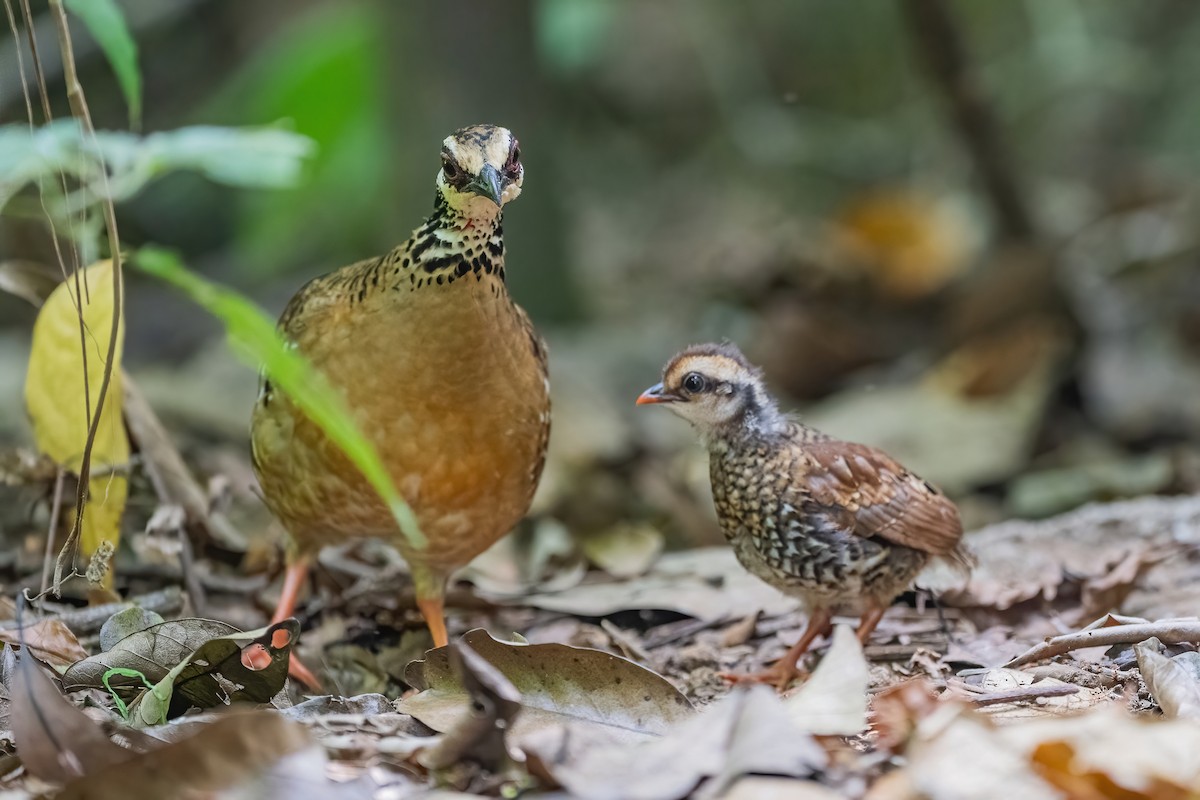 Bar-backed Partridge - ML656418602