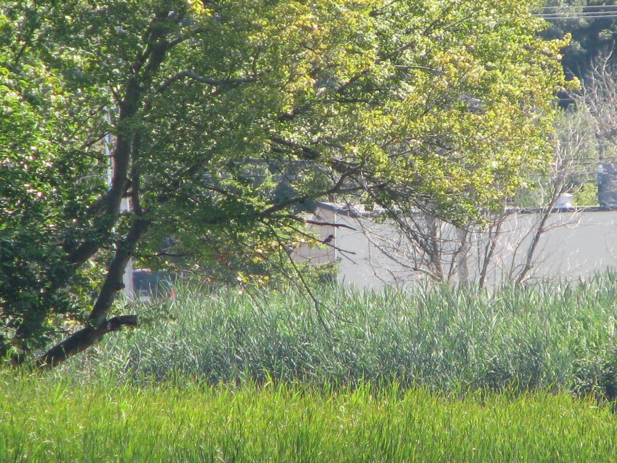 Martin-pêcheur d'Amérique - ML65641861