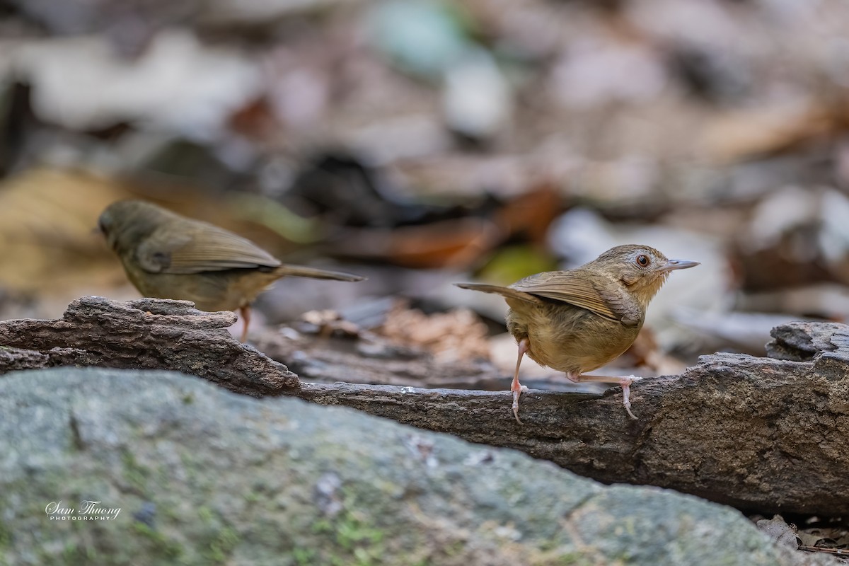 Buff-breasted Babbler - ML656418611