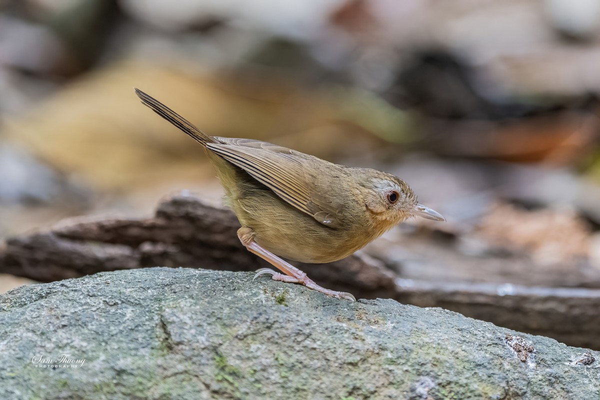 Buff-breasted Babbler - ML656418612
