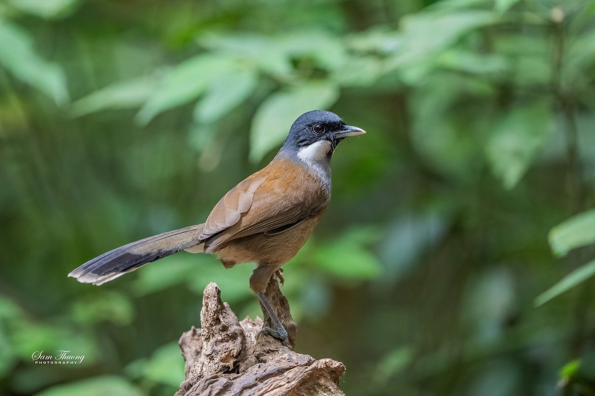 White-cheeked Laughingthrush - ML656418616