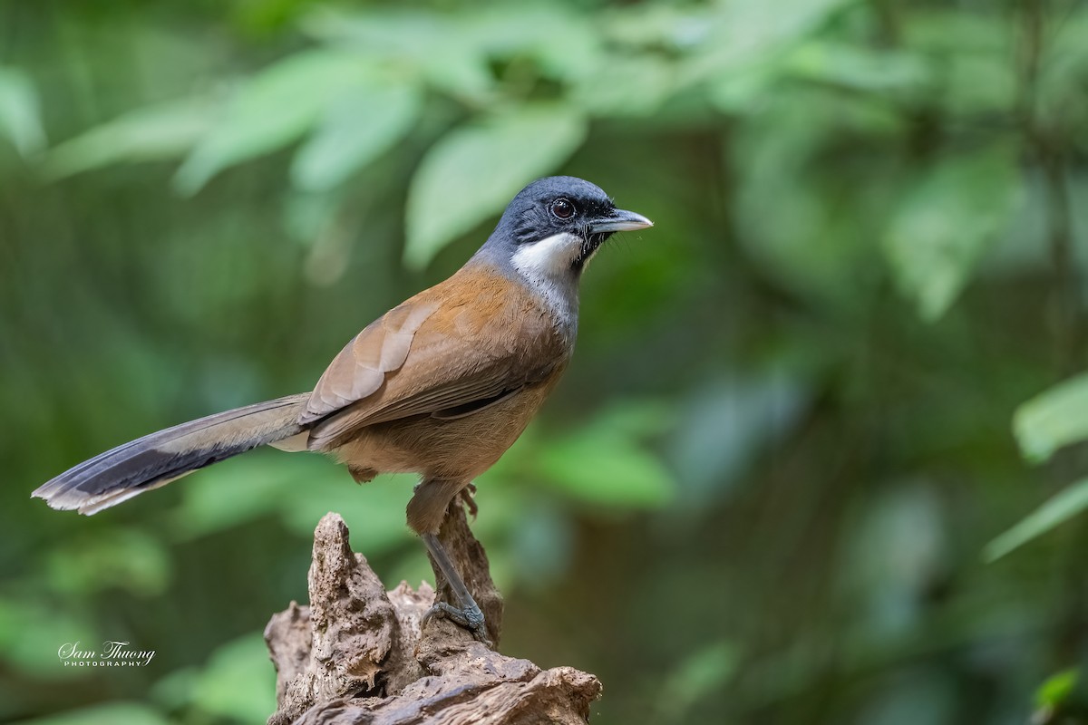 White-cheeked Laughingthrush - ML656418617
