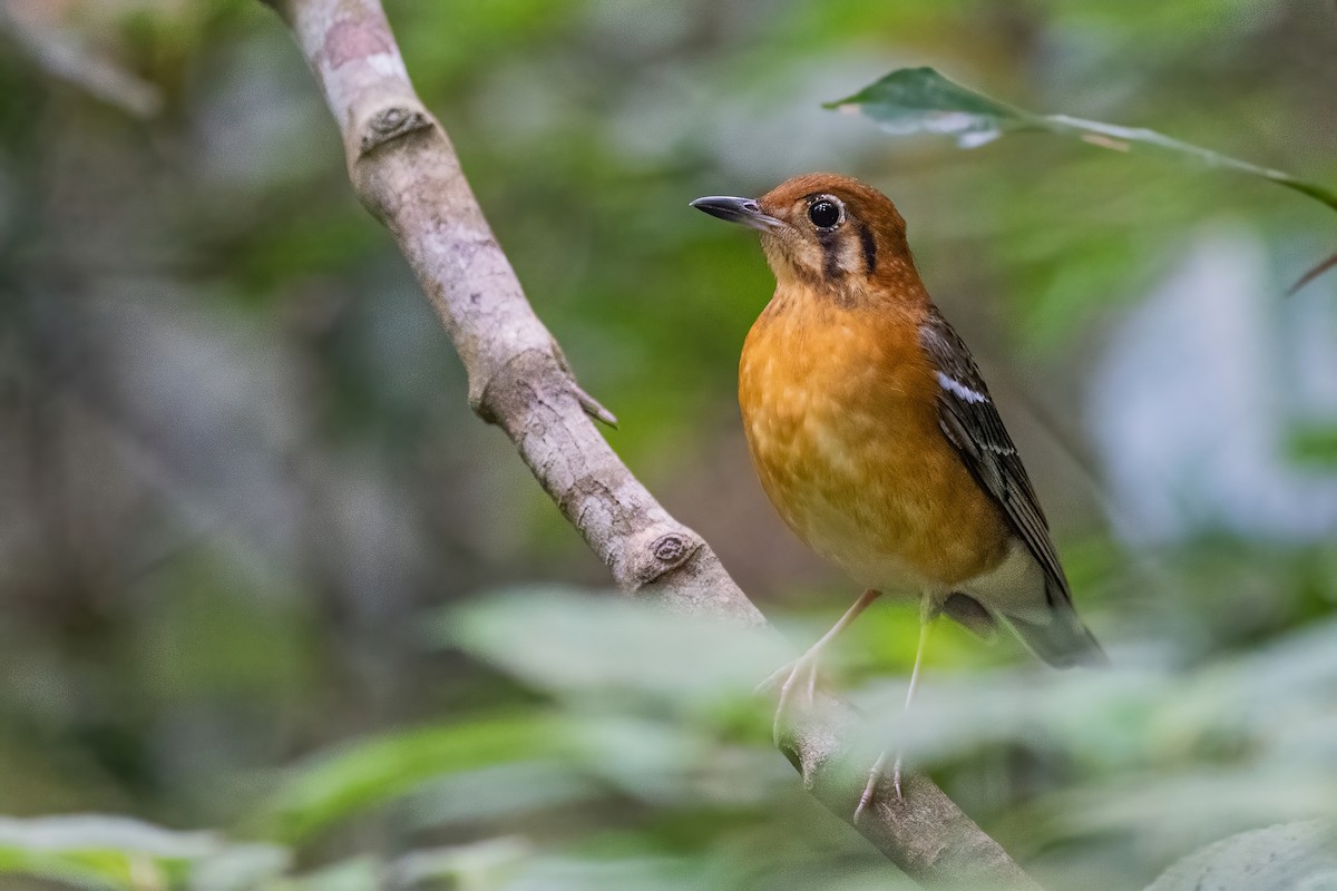 Orange-headed Thrush - ML656418619