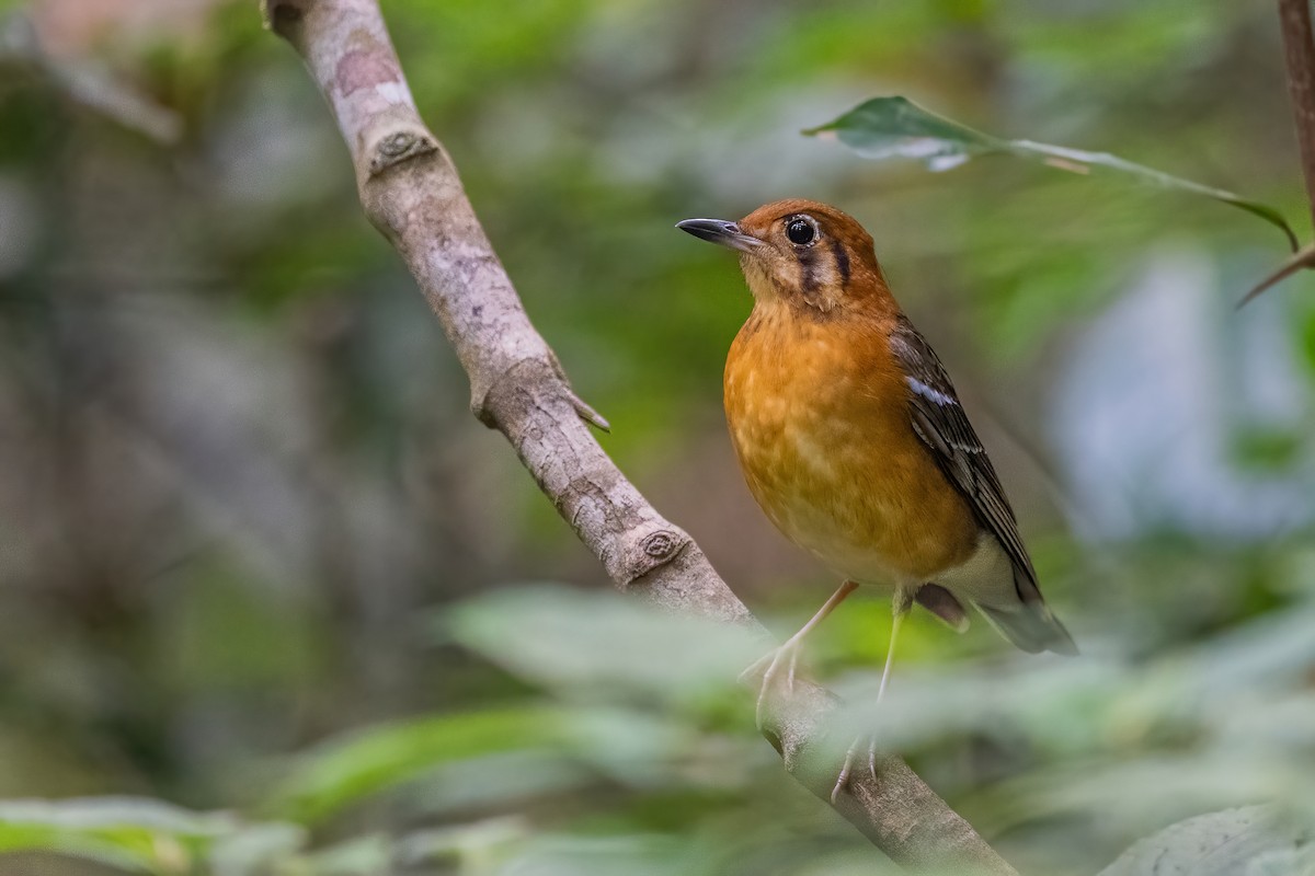 Orange-headed Thrush - ML656418620