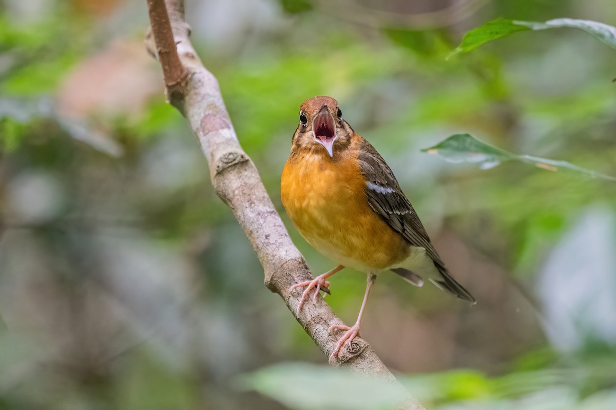 Orange-headed Thrush - ML656418621
