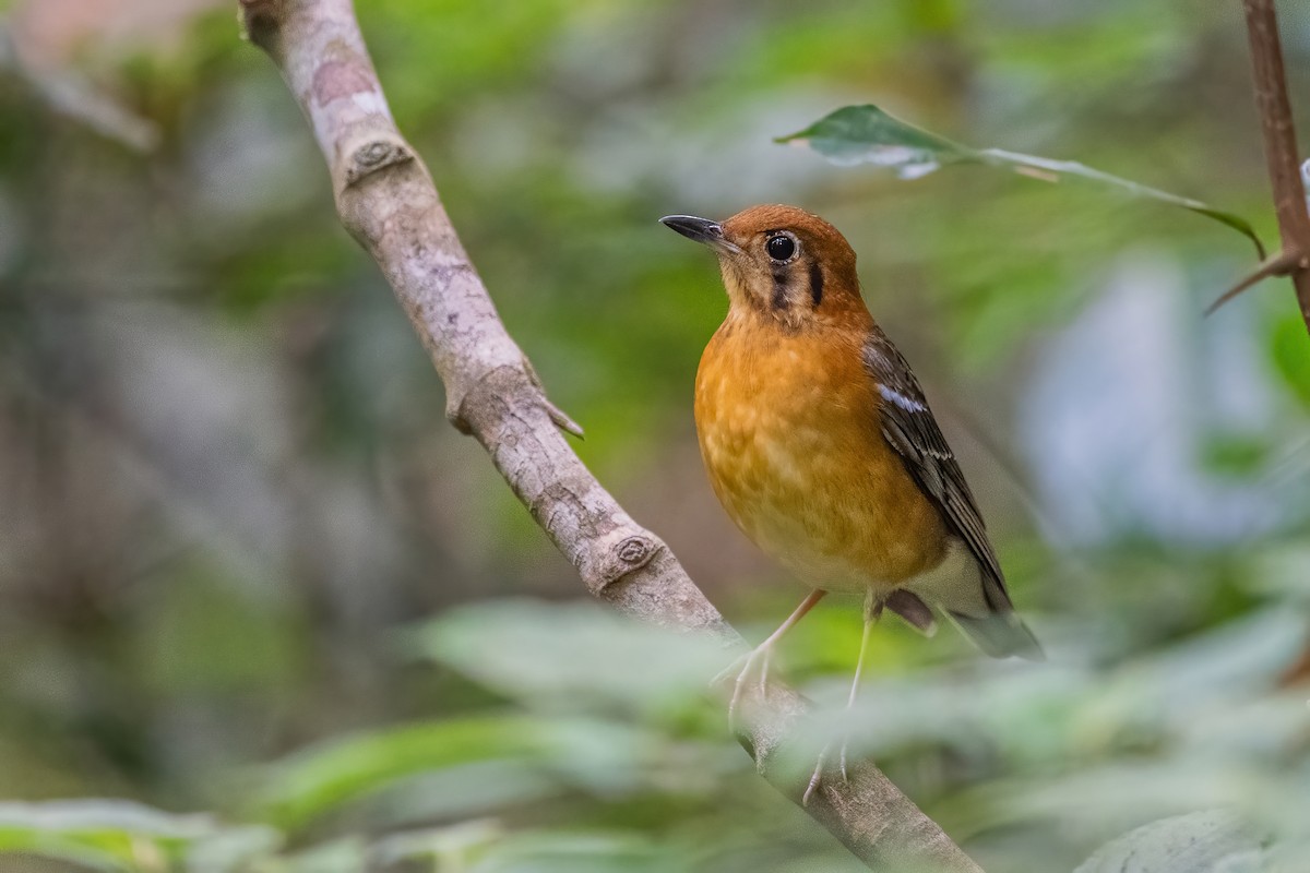 Orange-headed Thrush - ML656418622