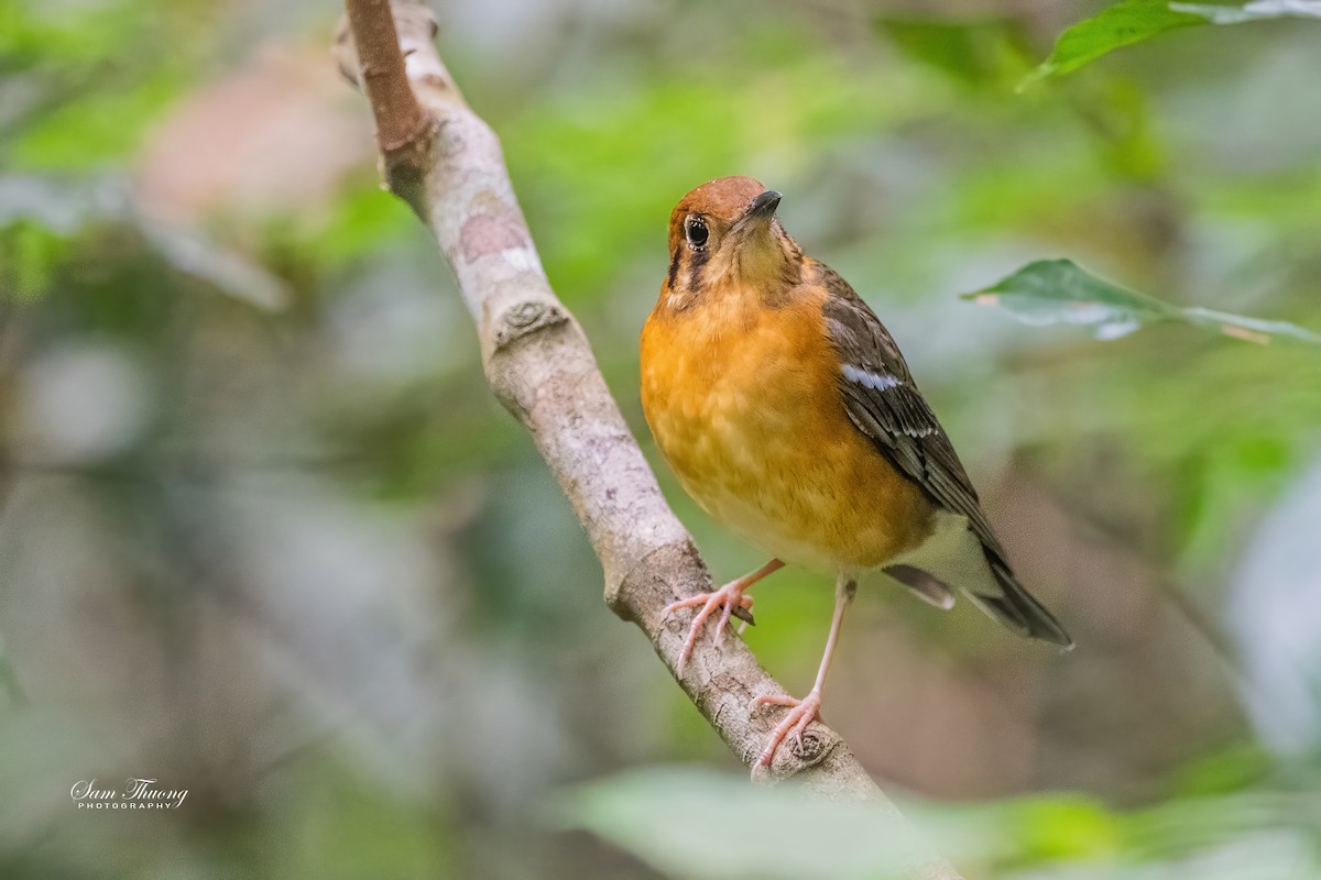 Orange-headed Thrush - ML656418623