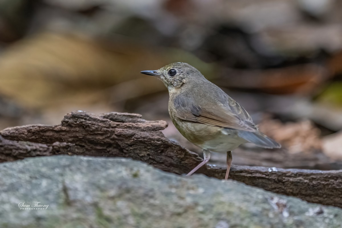 Siberian Blue Robin - ML656418627
