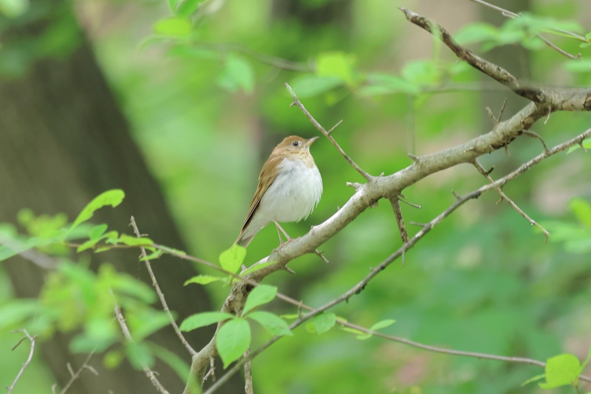 eBird Checklist - 2 May 2026 - National Arboretum--Azalea Collection ...