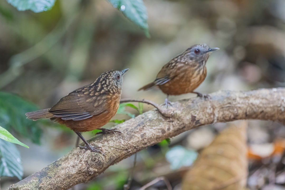 Streaked Wren-Babbler - ML656418885