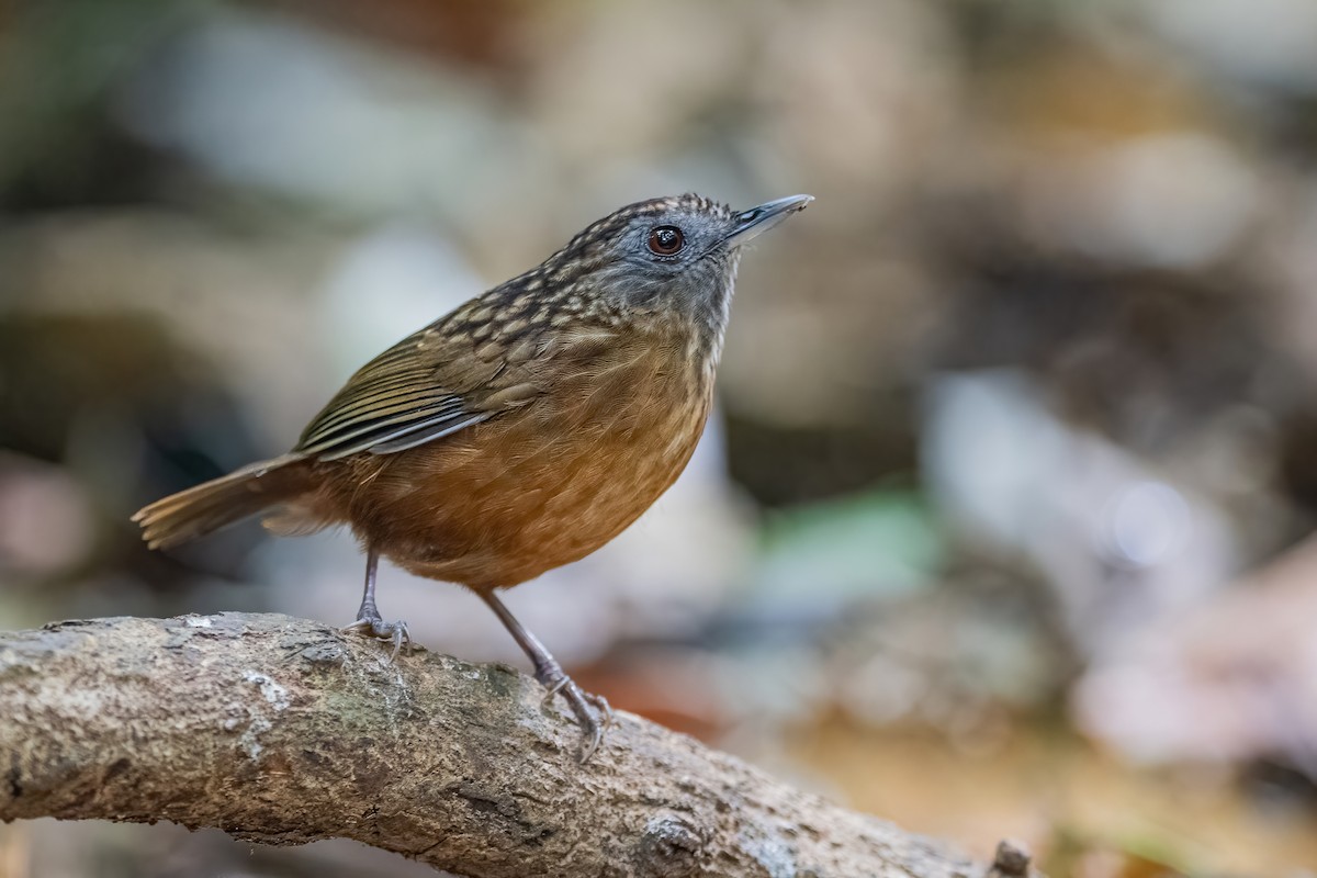 Streaked Wren-Babbler - ML656418886