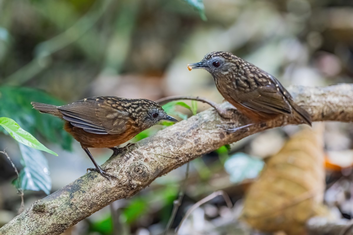 Streaked Wren-Babbler - ML656418887