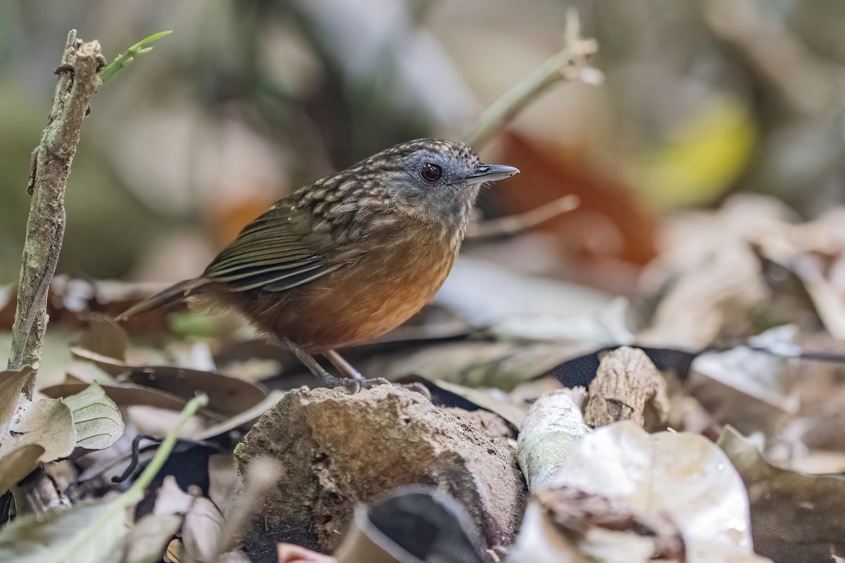 Streaked Wren-Babbler - ML656418888