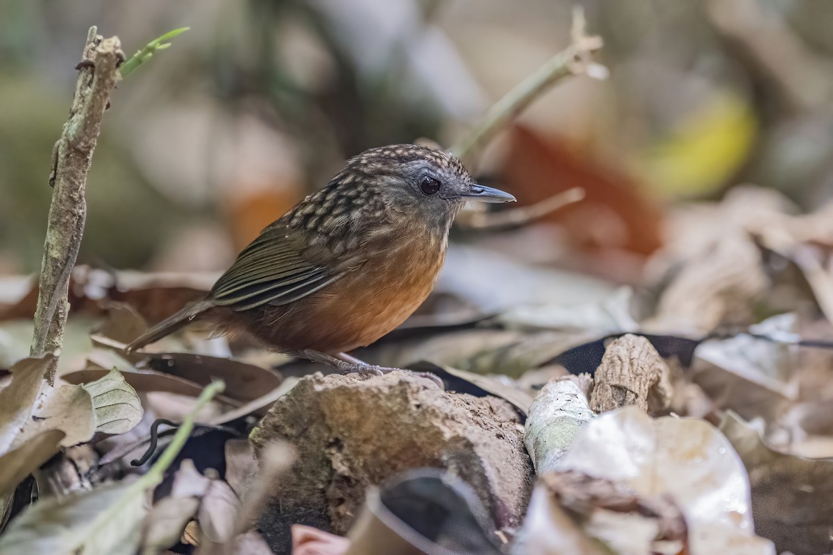 Streaked Wren-Babbler - ML656418889
