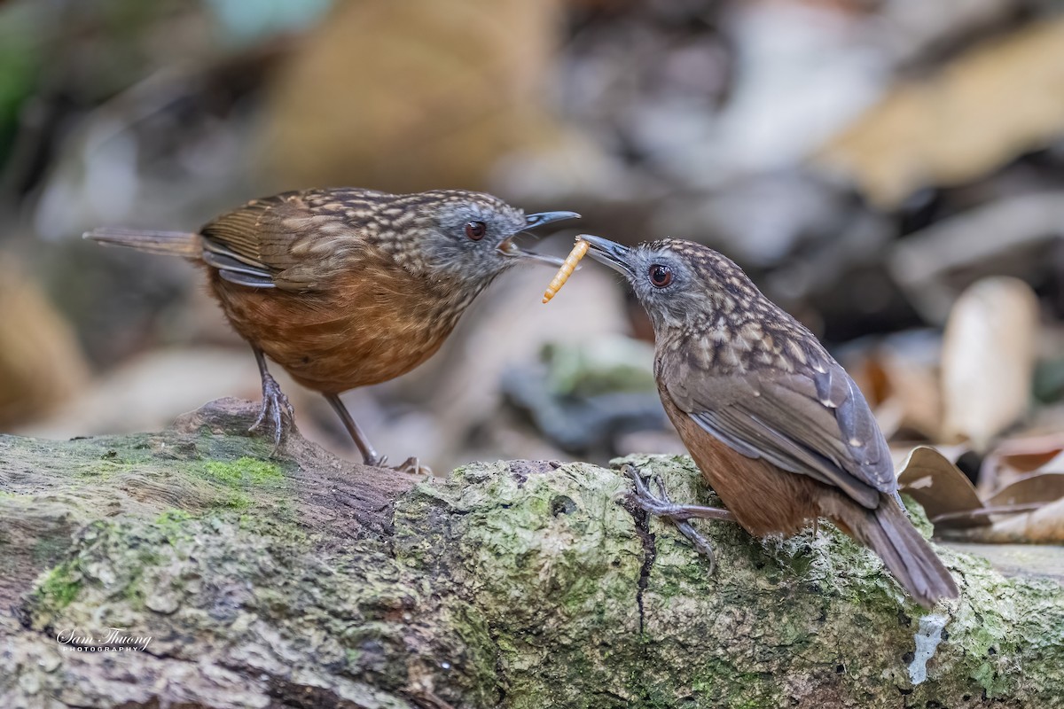 Streaked Wren-Babbler - ML656418890