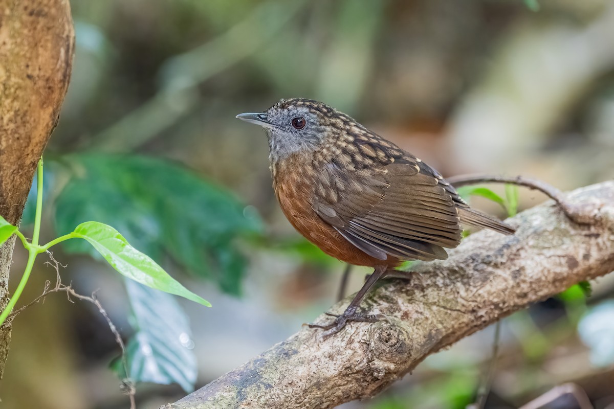 Streaked Wren-Babbler - ML656418891