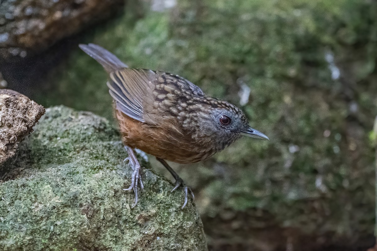 Streaked Wren-Babbler - ML656418892
