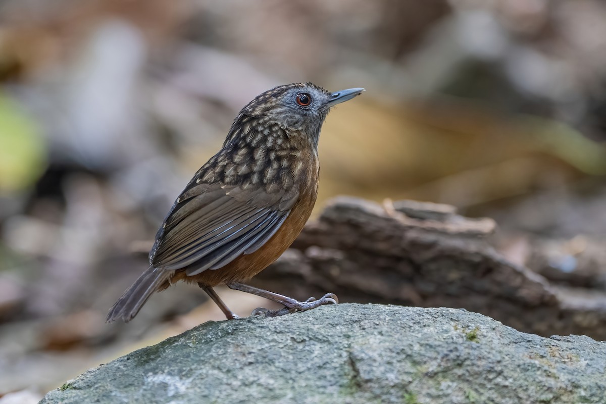 Streaked Wren-Babbler - ML656418893