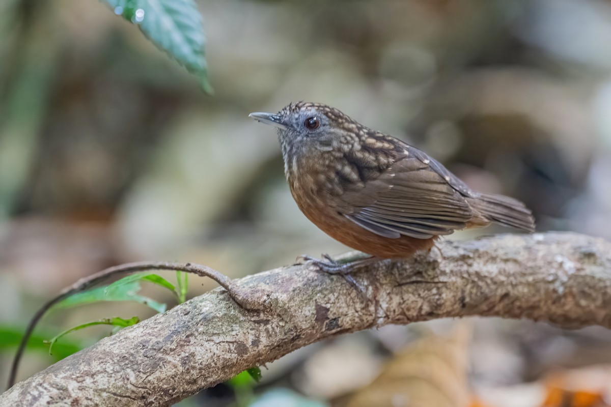 Streaked Wren-Babbler - ML656418894