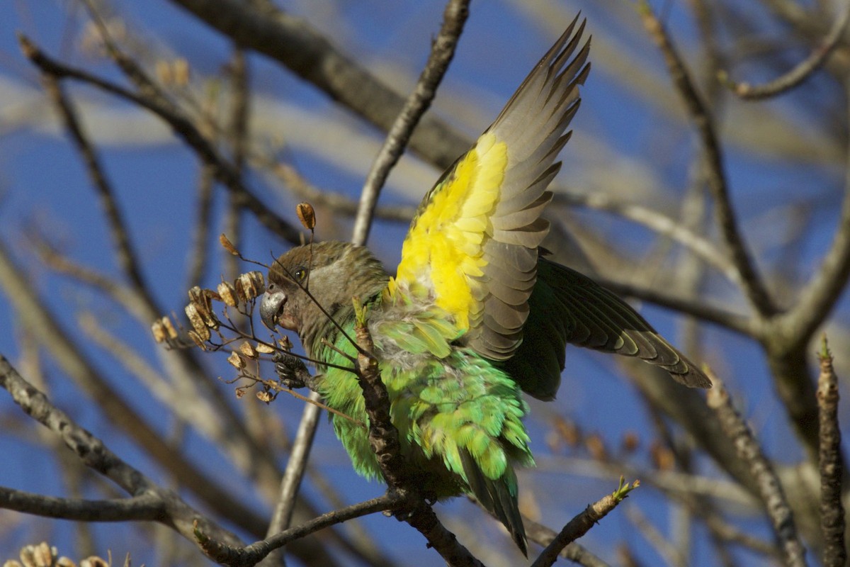 Brown-headed Parrot - ML65642101