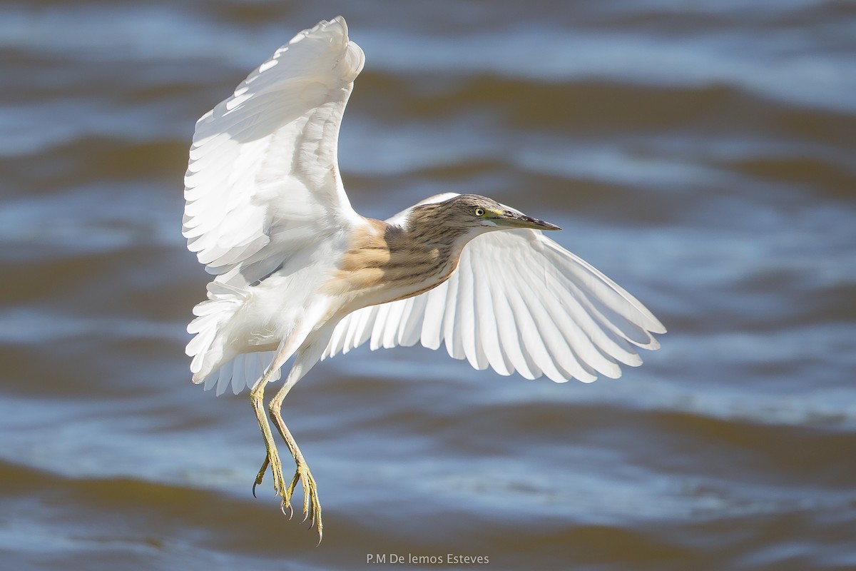 Squacco Heron - ML65642241