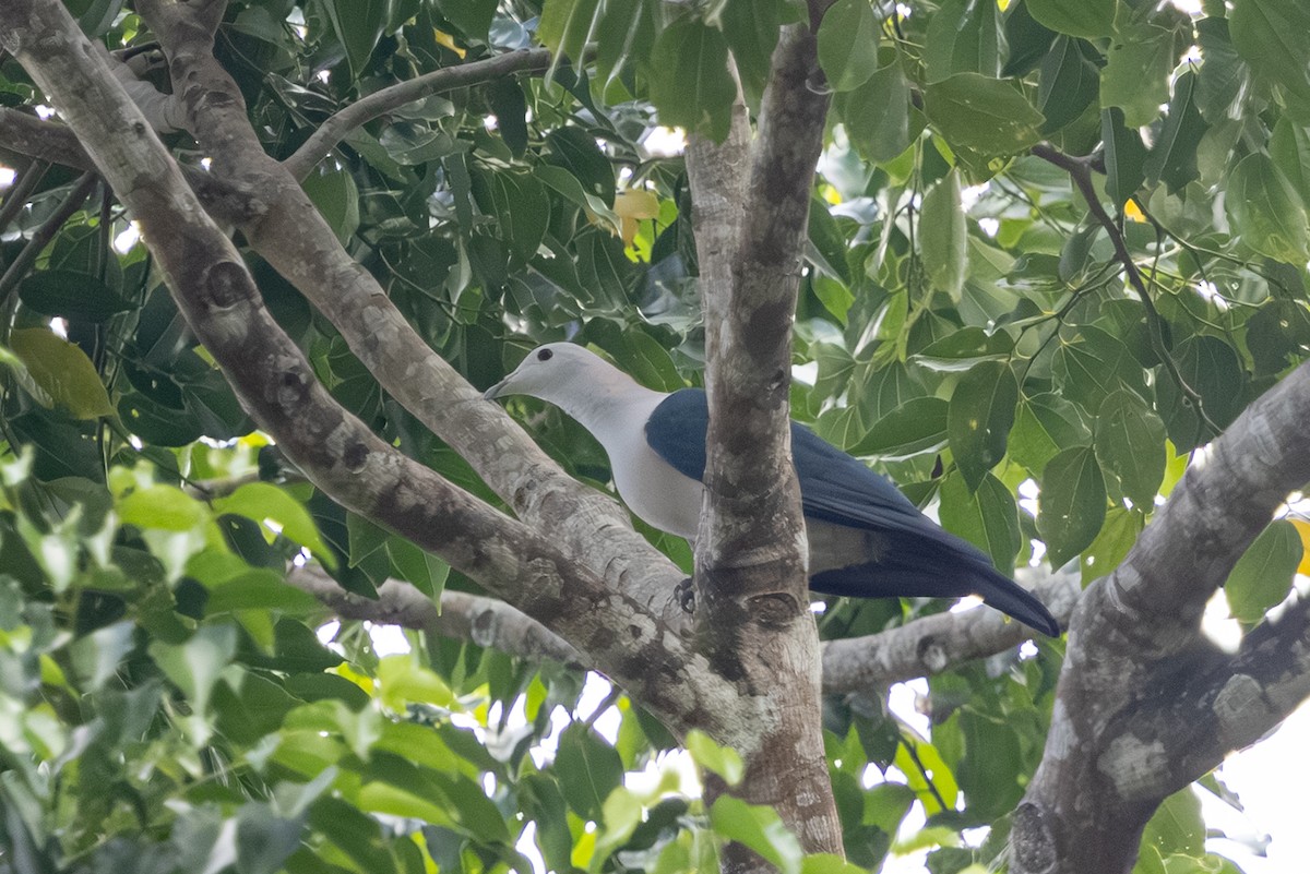 Green Imperial-Pigeon (Green) - ML656422782
