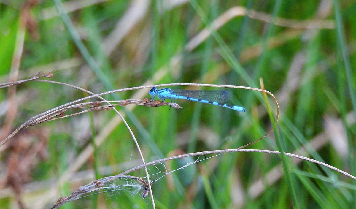 Beautiful Demoiselle - ML656422809