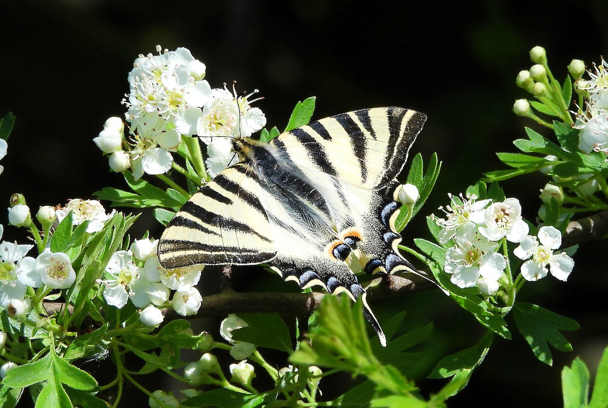 Iberian Scarce Swallowtail - ML656422832